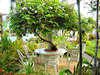 Thai Garden Resort 